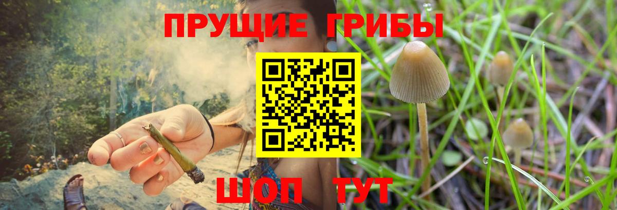Галлюциногенные грибы Psilocybine cubensis Узловая
